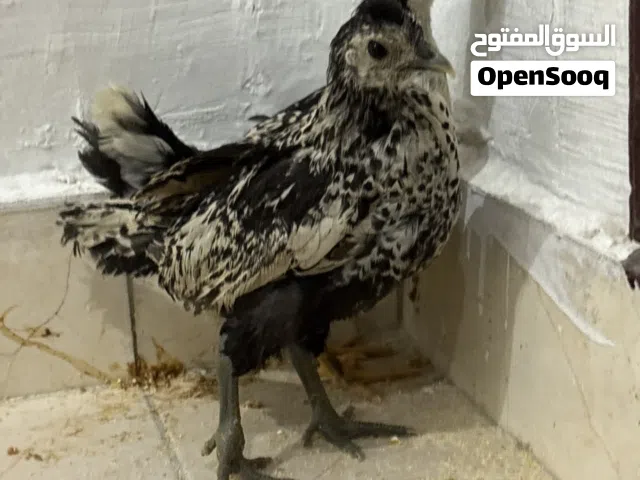 دجاج ماشاءالله