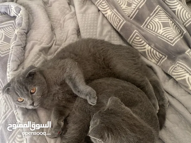 اسكوتش فولد للبيع scotch cat forsale