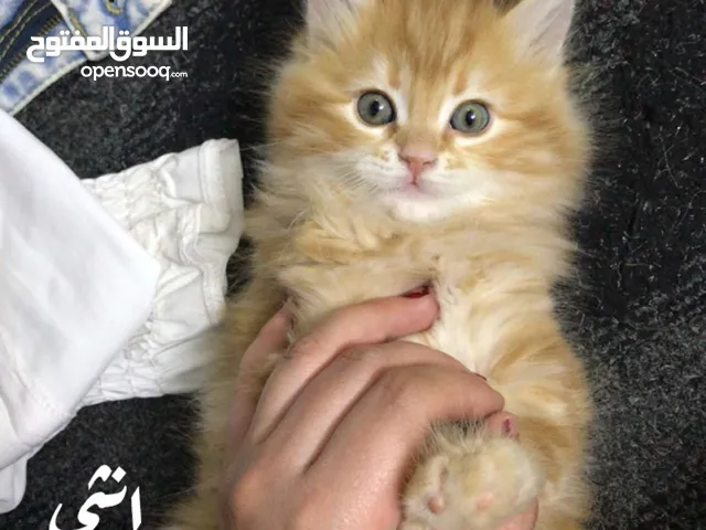 متوفر ثلث قطط نوع بريتش