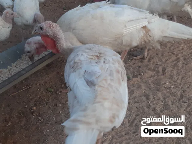 ديك رومي حجم كبير