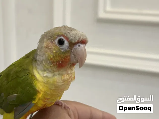 كونيور باين أبل صغير وأليف