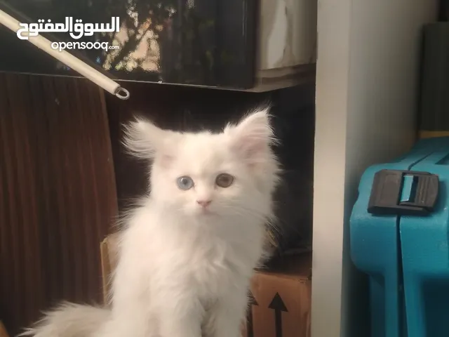 قطط شيرازي ذكر وانثي