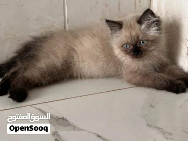 قط سيامي عمر 60 يوم ذكر