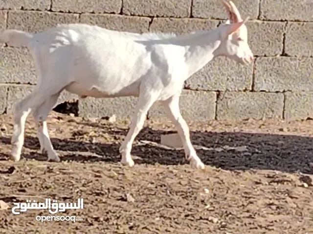جدي سانين سلالة ممتازة جاي في بطن امه من برا بلد المنشأ النمسا Austria