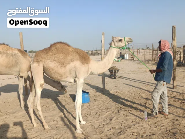 بكره للبيع عمرها سنه و 9 اشهر غير مركوضه صاحيه مطعومه طعام طيب نظيفه من كل شي
