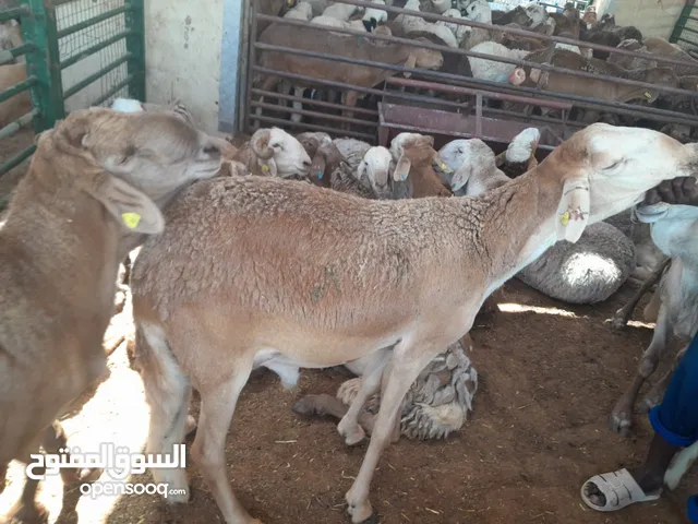 اضاحي سواكني
