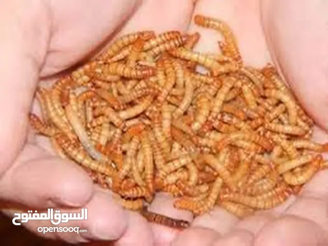 دود قبابي للبيع