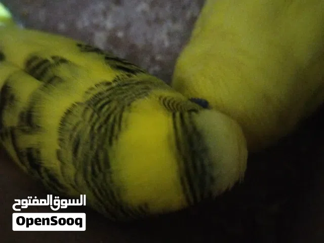 طيور حب مع كامل أغراضه