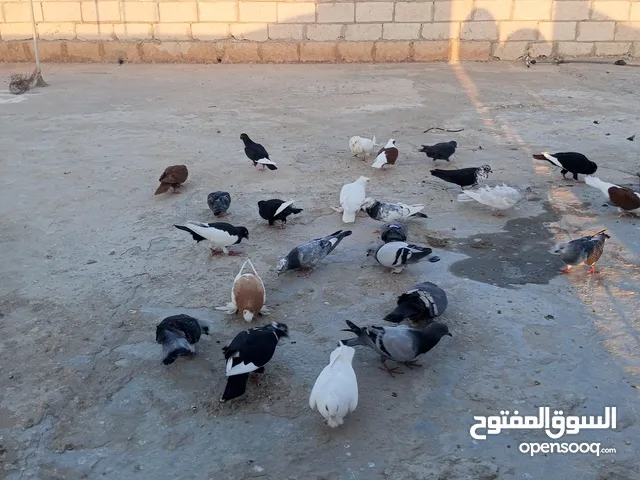 حمام للبيع في مادبا