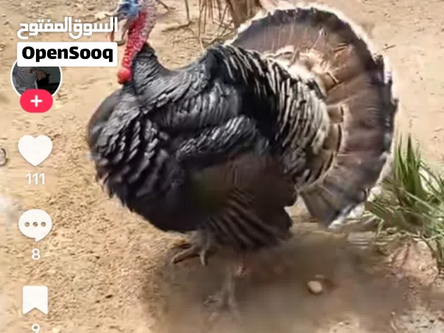 مطلوب افراخ فسيفس عمر شهر بسعر مناسب