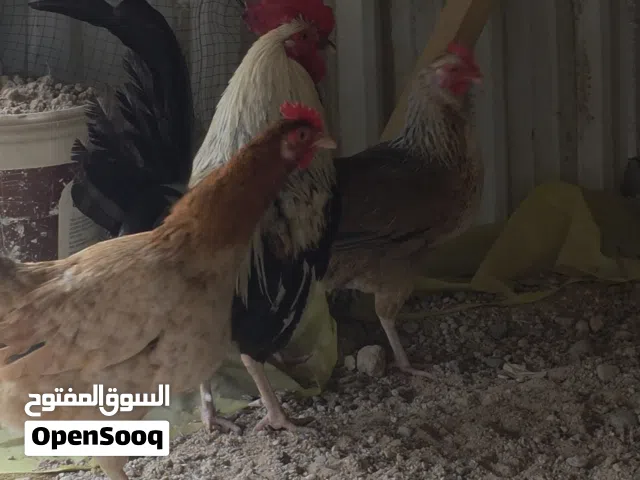 يتوفر بيض دجاج كويتي