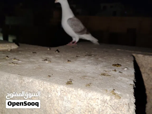 كوبية زاجل مكتفة على ريشتين