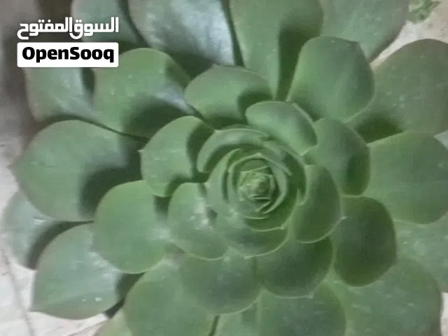 نباتات زينه خارجيه