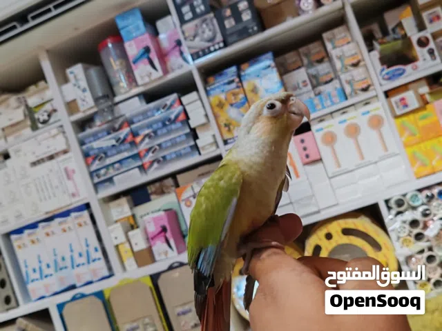 جرين شك أليف