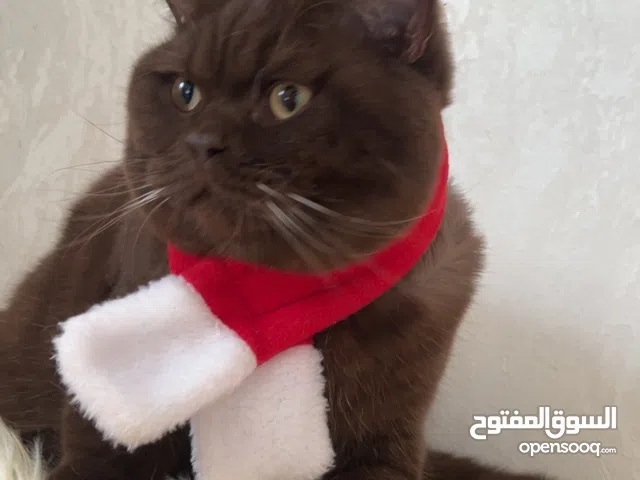 سكوتش ستريت