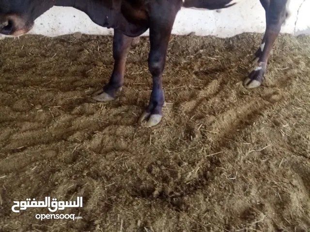 بيع عجل محلي