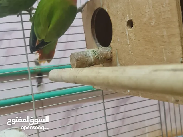 love bird opaline good healthy chiks and bird