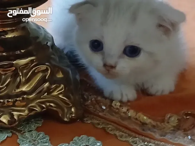كتن انثى سكوتش مكس عمر 55 يوم