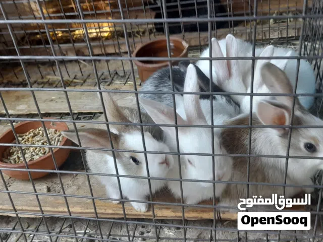 أنثى هجين كلموني