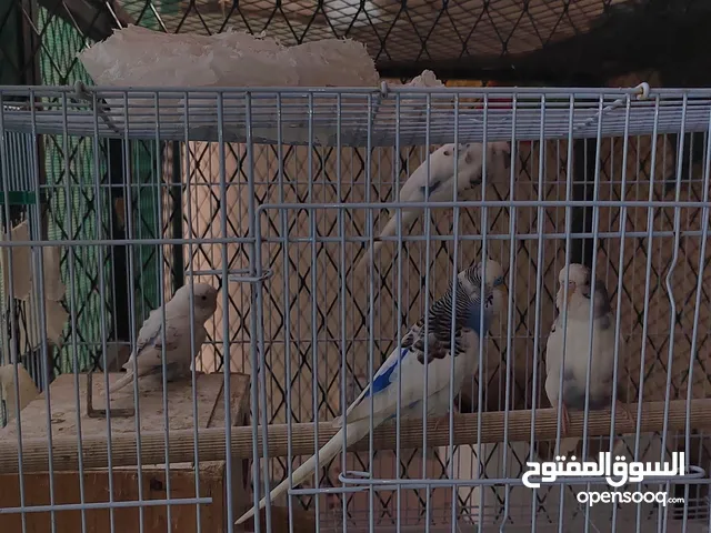 Jeddah, 4 bajjis 450 with cage and 2nests