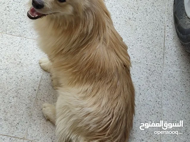 سبيتز أبيض العمر 10 اشهر