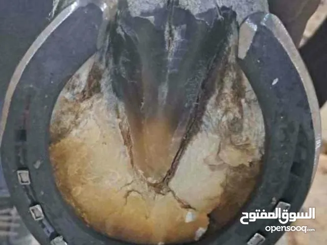 horse farrier Kuwait