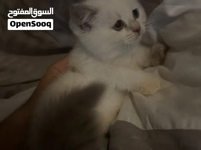Scottish fold straight mix