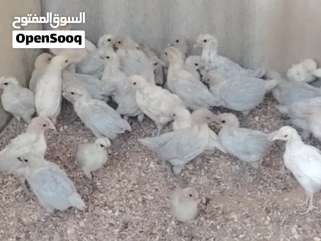 chicken Salle