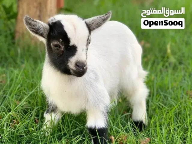 ماعز قزمي نوع بلجيكي عمر اسبوع للبيع