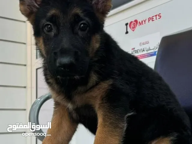 Male and female German shepherd نثيه و ذكر جيرمن شيبرد