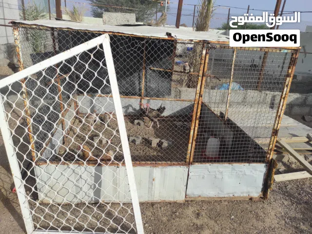 للبيع ابواب واقفاص