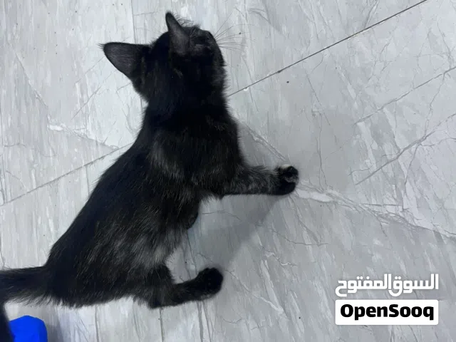 قطط العمر شهر