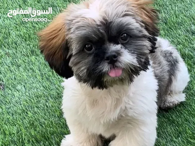 شيتزو عمر شهرين