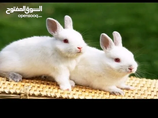 مطلوب ارنب ذكر وا انثاء واحد واحد بسعر 4د
