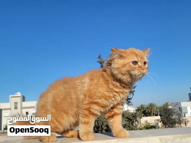 قطوسة للبيع عمرها 3 شهور في طرابلس