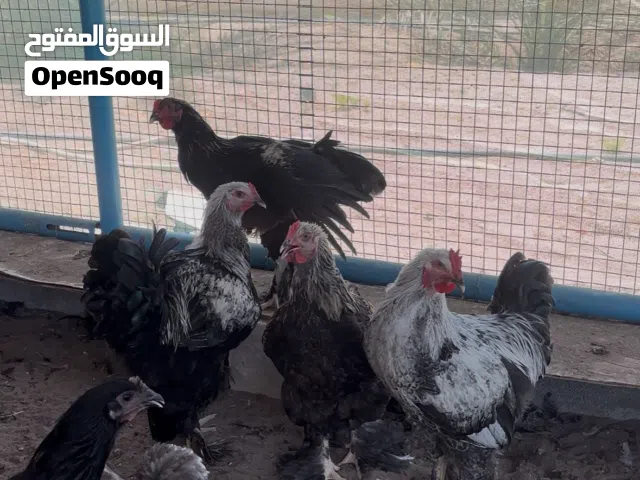 البيع : دجاج برهما اصل