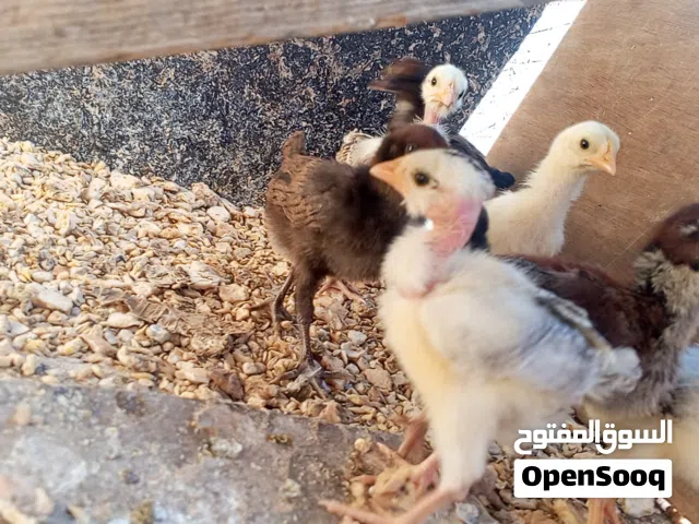 صيصان بلدي ابو رقيب