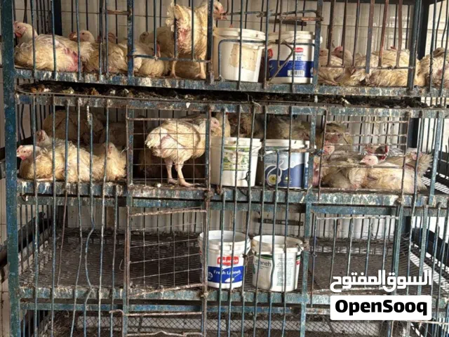 قفص جاج حديد