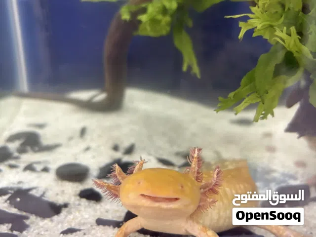 سمكة axolotl مع الحوض و الاكل و جميع مستلزماتها