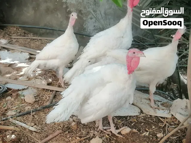 حبش 5 اشهر ونص