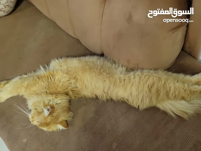 قطع........
