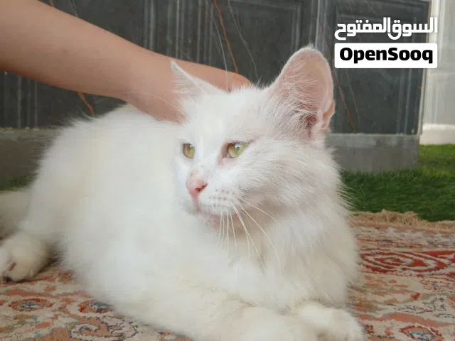 قطه اليفه انثى