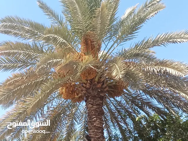 بسم الله ماشاءالله حلاوي للبيع من نخلته أقراء الوصف
