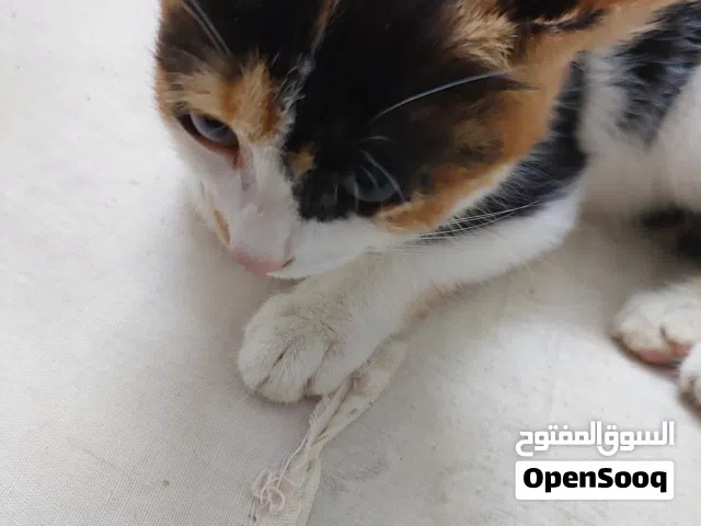 قطه صغيره للتبني