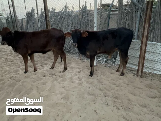 عجل وعجلات محليات عربيات تربية الدار وماشاء الله شي طيب للذبح او مشاريع للتربية اللهم بارك