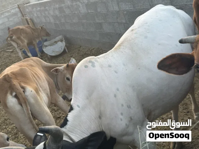ثور هجين تربية الدار