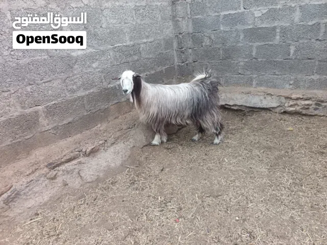 للبيع سخله سعيديه تأوم