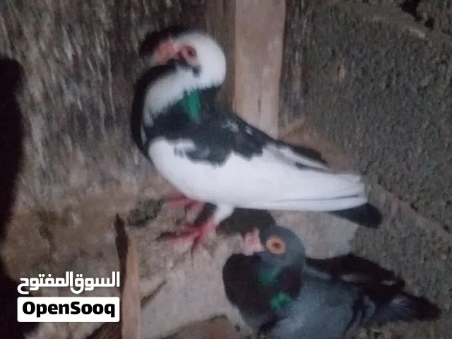 دكر كاريرا والانتي اسكندرون للبيع 250 كوبيا بيدحوا قريبا