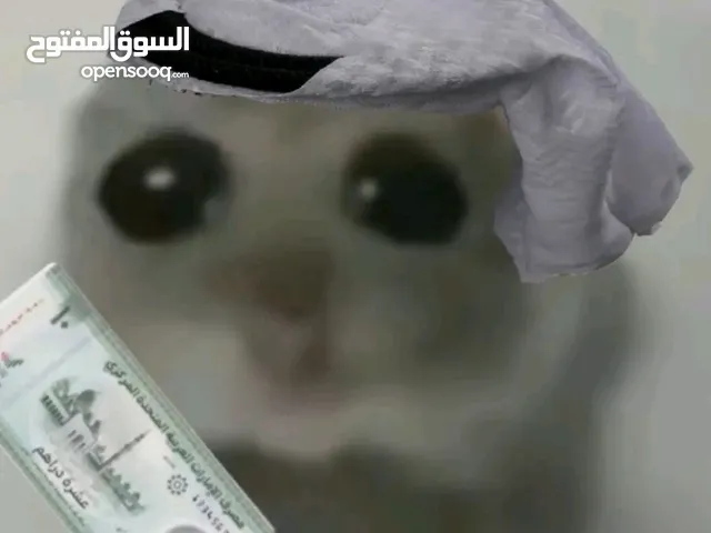 سكوتر للبيع حاله ممتازه