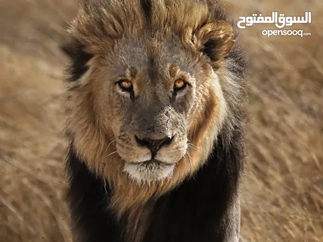 اراضي البيع